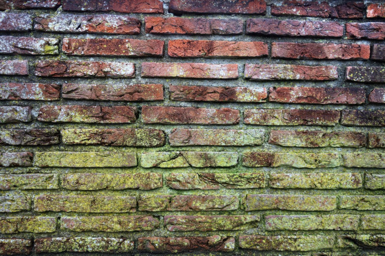 Moldy brick wall